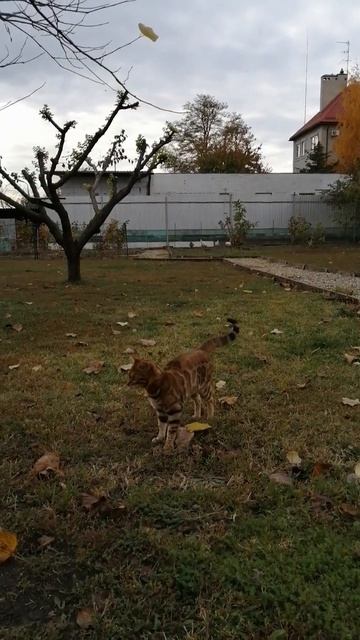 Люся и листочек смотреть онлайн