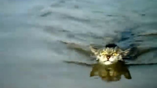 кота учат плавать, он в шоке смотреть онлайн