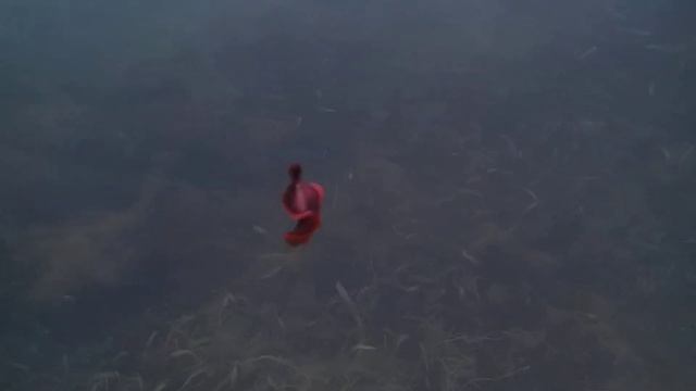 Aplysia? смотреть онлайн