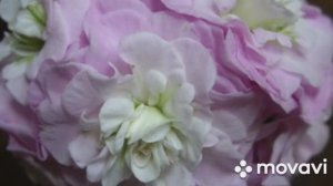 Обзор посылки с черенками от канала Пеларгонии и Ко ))