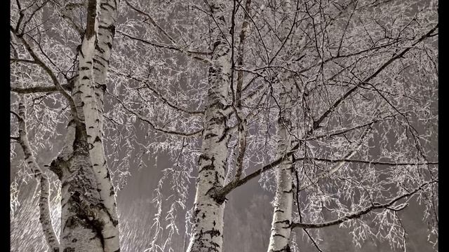 М Лермонтов  Нет, не тебя так пылко я люблю #стихиолюбви #поэты19века