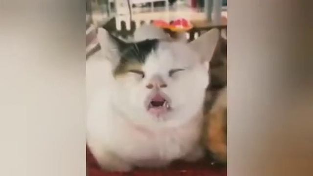 Здоровый кошачий сон😹 смотреть онлайн