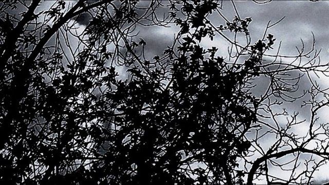 А  Кушнер  Кто-то плачет всю ночь #философскаялирика #поэты20века #современнаяпоэзия