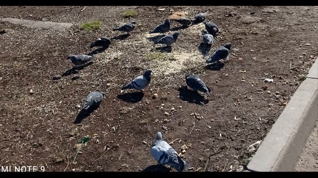 Н Панченко  Всё хорошо не потому #философскаялирика #поэзия20века