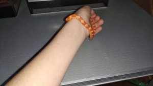 Маисовый полоз