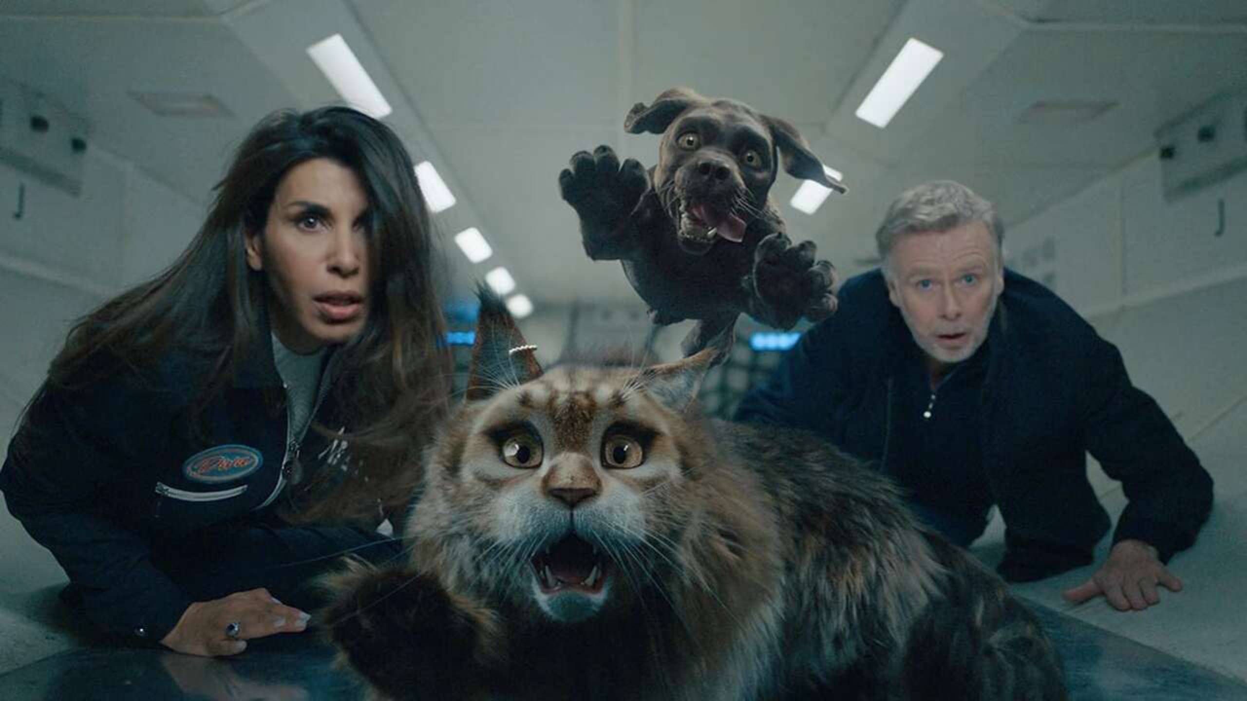 Кот и пёс (2024) / Chien Et Chat