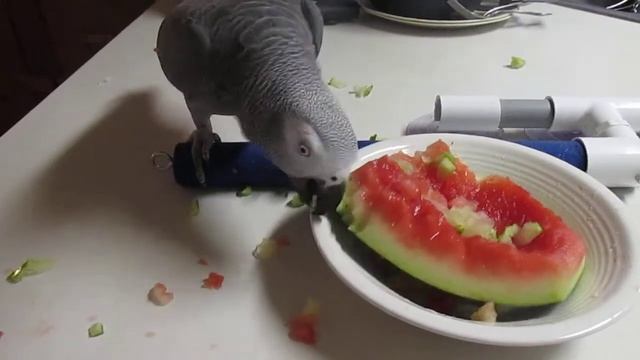 Zaz Congo African Grey Parrot Playing with his Watermelon смотреть онлайн