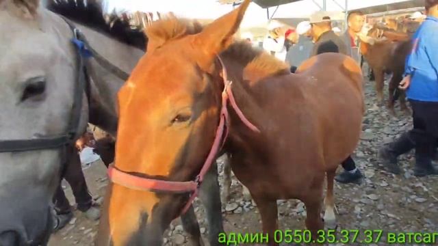 АТ БАЗАР 18 - сентябрь ЖАЛАЛ АБАД смотреть онлайн