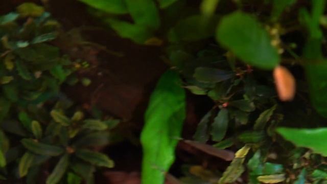 Bucephalandra SP 'Red' - VideoFicha - La bucephalandra de tallos rojizos - PezVerde смотреть онлайн