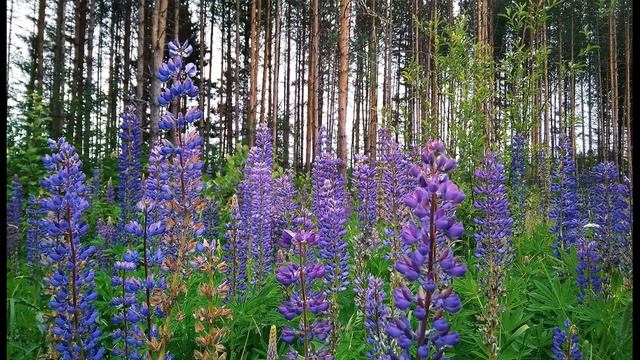 А Вознесенский  Тишины! #философскаялирика   #поэты20века