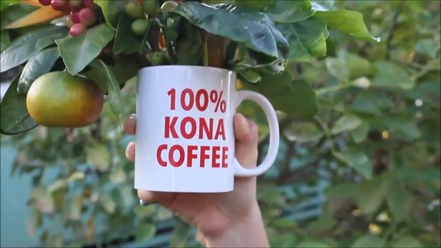 Hala Tree Coffee Farm смотреть онлайн