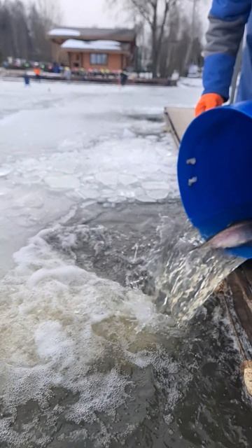 Запуск форели смотреть онлайн