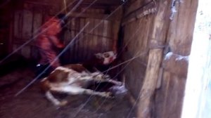 как мы зарезали быка 2 часть