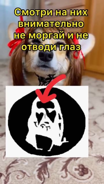 СМЕШНЫЕ ЖИВОТНЫЕ | ТЫ НЕ ПОВЕРИШЬ СВОИМ ГЛАЗАМ, КОГДА ЭТО УВИДИШЬ смотреть онлайн