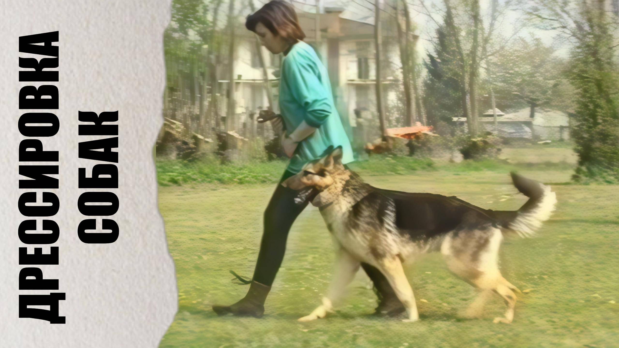 Дрессировка собак смотреть онлайн