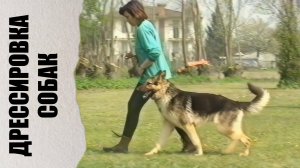 Дрессировка собак