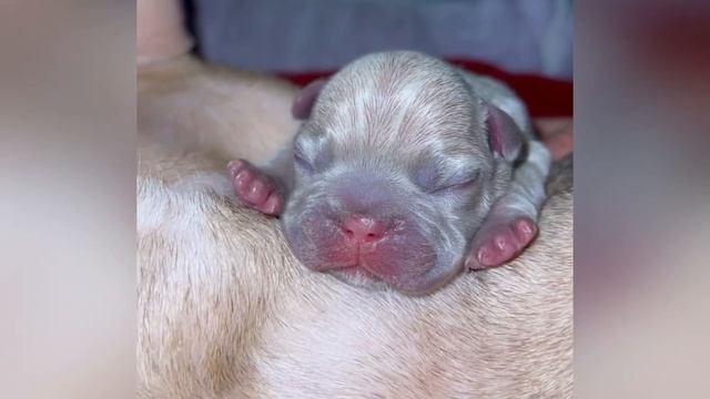 French Bulldog Puppy - Day 1 (Newborn) смотреть онлайн