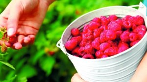 Не обрезайте ремонтантную малину!