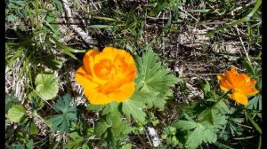 М  Цветаева  Я знаю правду! Все прежние правды  - прочь #философскаялирика  #поэтысеребряноговека