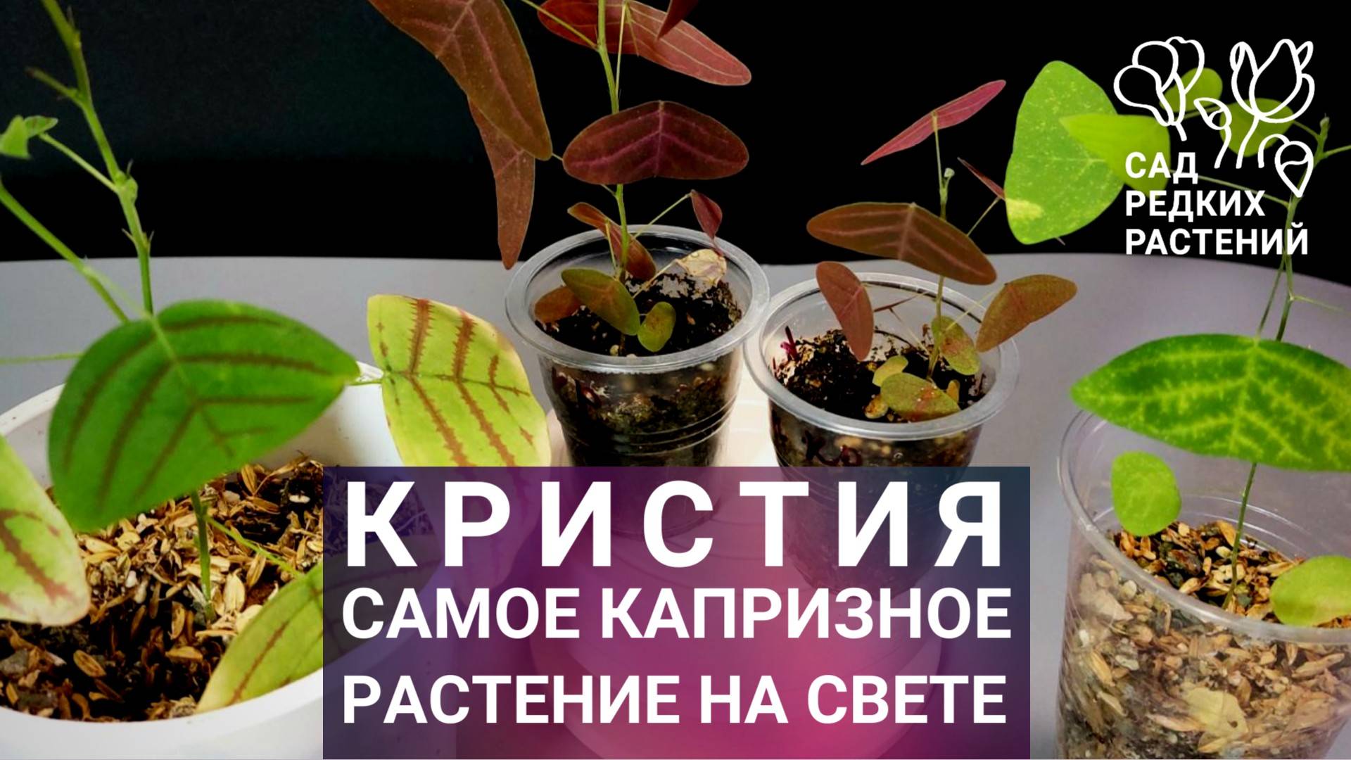 Кристия - самое капризное комнатное растение на свете