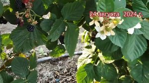 Ежевика Небеса могут подождать в 2024 г. Пригород Воронежа.