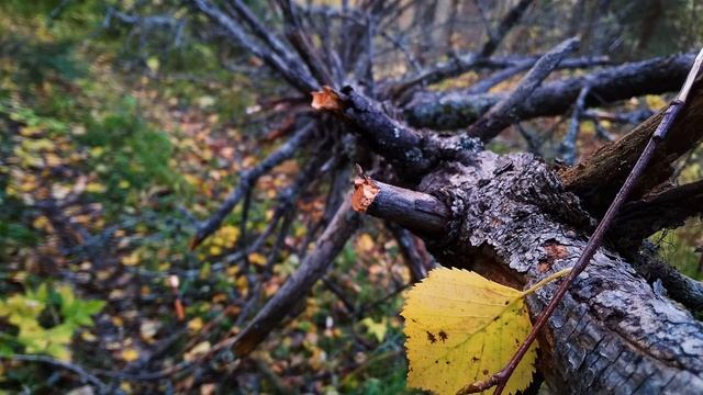 Э Асадов  Не могу понять #философскаялирика #поэты20века