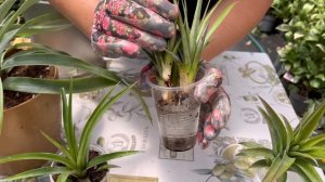 Укореняю коронки ананаса карликового. Дегустация