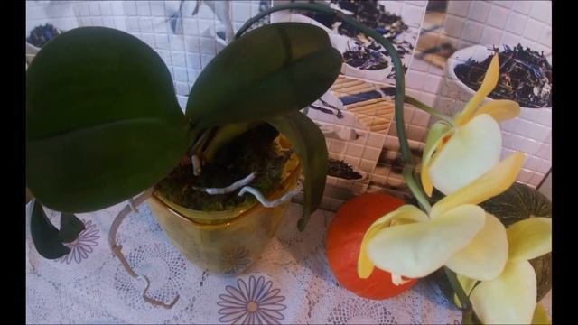 Распаковочка из огорода. смотреть онлайн