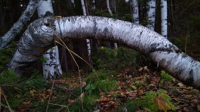 К Ваншенкин  Ты добрая, конечно, а не злая #стихиолюбви #поэты20века #стихиобобидах