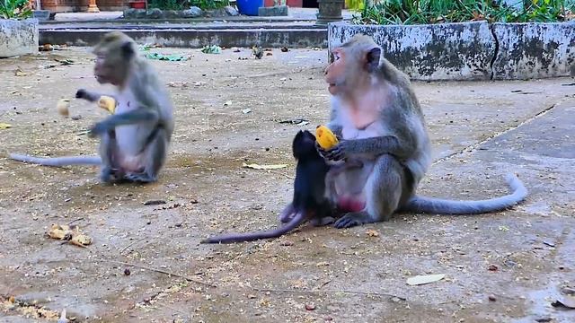 Smart baby monkey Sippo know that mom r-eject milk if she still get milk, Mom Sippey will w-arn. смотреть онлайн