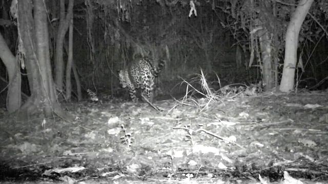 Jaguar at night in the Peruvian Amazon. Otorongo caminando en la selva de la Reserva Imiria смотреть онлайн