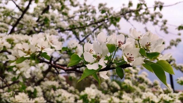 Е  Евтушенко  Лучшим из поколения #гражданскаялирика #поэты20века