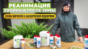 Реанимация хвойных после зимы. Схема корневой и внекорневой подкормки