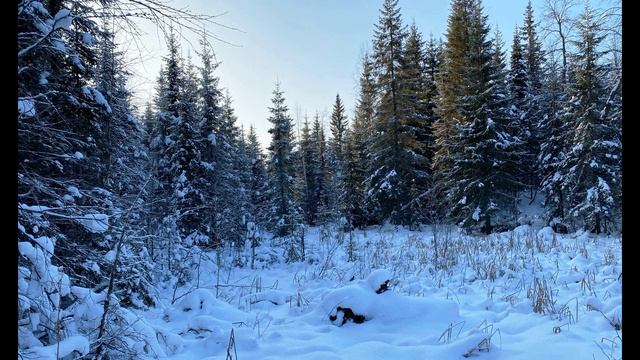 И  Бунин  Густой, зелёный ельник у дороги #стихиозиме #философскаялирика #поэтысеребряноговека