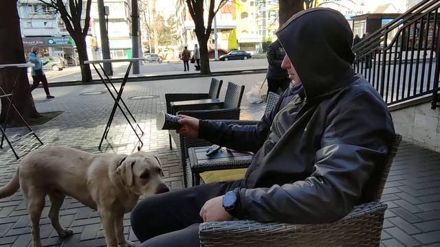 Лабрадор и капучино | Labrador e cappuccino смотреть онлайн