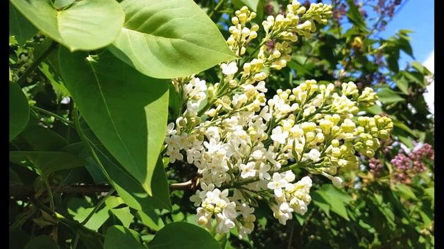 Мирра Лохвицкая  Сирень расцвела; доживали смелее #стихиолюбви #поэтыСеребряноговека