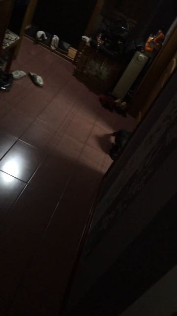 Зарождение Котопса смотреть онлайн