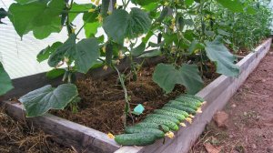 Эффективный способ выращивания огурцов в парнике.