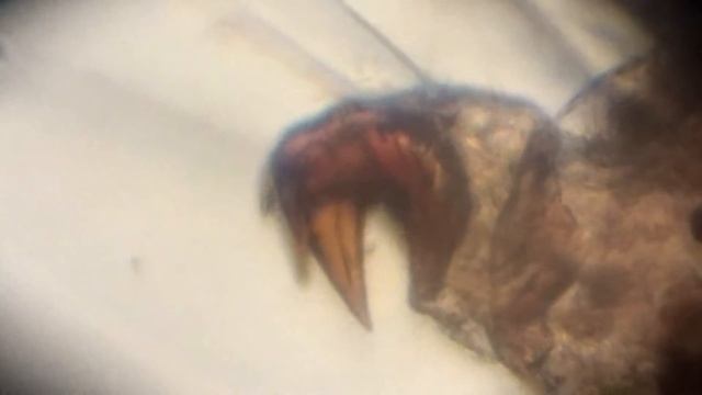 Mystacides azureus larvae смотреть онлайн