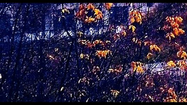 И  Бродский  Что ветру говорят кусты #стихиобосени #поэты20века