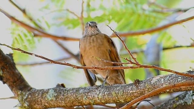 Sabiá parda cantando suave na natureza gravação antiga mas valeu o registro desse belo exemplar смотреть онлайн