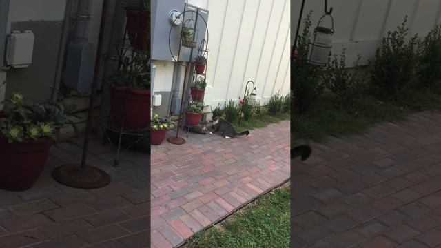 Blackfoot and mama kitty смотреть онлайн