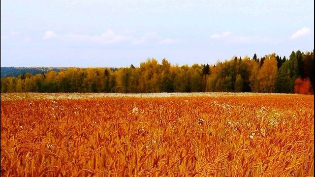 М  Лермонтов  Когда волнуется желтеющая нива #философскаялирика  #поэты19века #стихиоприроде