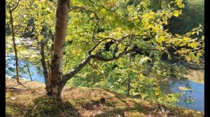 Б  Заходер  Песенки Винни-Пуха #стихидлядетей #поэты20века