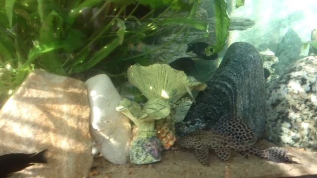 Аквариум на 200 литров 27 08 2015 смотреть онлайн