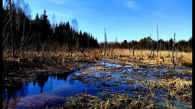 А  Кушнер  Эти бешеные страсти #философскаялирика #поэты20века #современнаяпоэзия