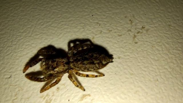 Оса наездник - охотник на пауков смотреть онлайн