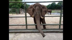 Саша Чёрный  Слон #стихидлядетей #стихиоживотных #поэтысеребряноговека