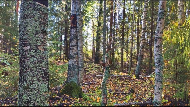 А  Твардовский  На дне моей жизни #философскаялирика #поэты20века