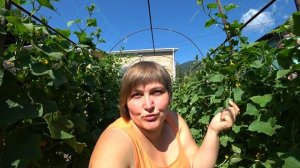 Ялта Крым огурцы Родничок - лучший сорт для выращивания на Южном Берегу